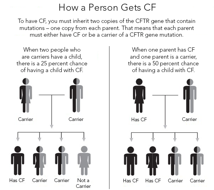 This infographic explains how a person gets CF from their parents. When two people who are CF carriers have a child, there is a 25% chance of having a child with CF. When one parent has CF and the other is a CF carrier, there is a 50% chance of having a child with CF.