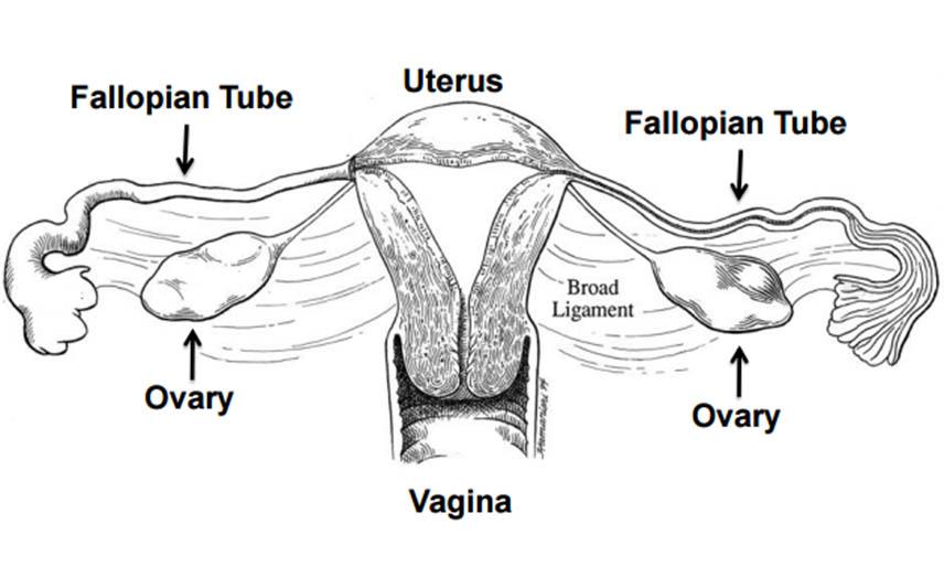 image of female reproductive system