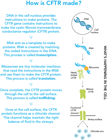 This graphic explains the process of how a CFTR protein is made in the cell.